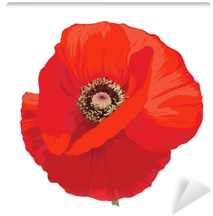 Hand Drawn Illustration Of A Red Poppy On Transparent - Transparent Background Of A Poppy (400x400)