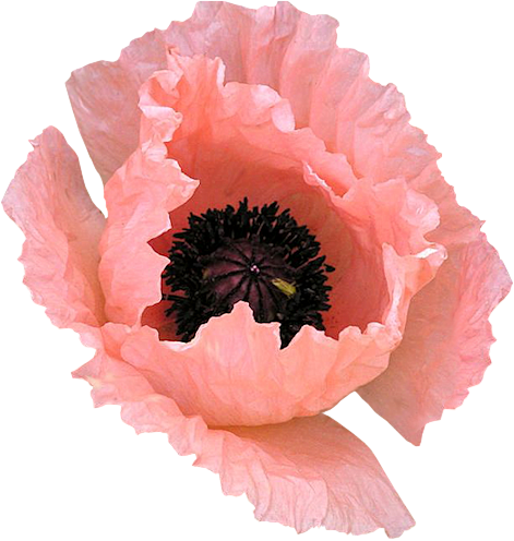 Poppies - Flower (471x496)