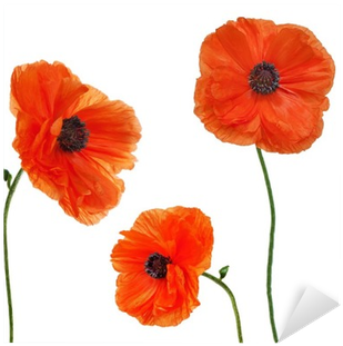 Set Of Single Poppy Flowers Isolated On White Background - Red Wild Poppy Framed (400x400)