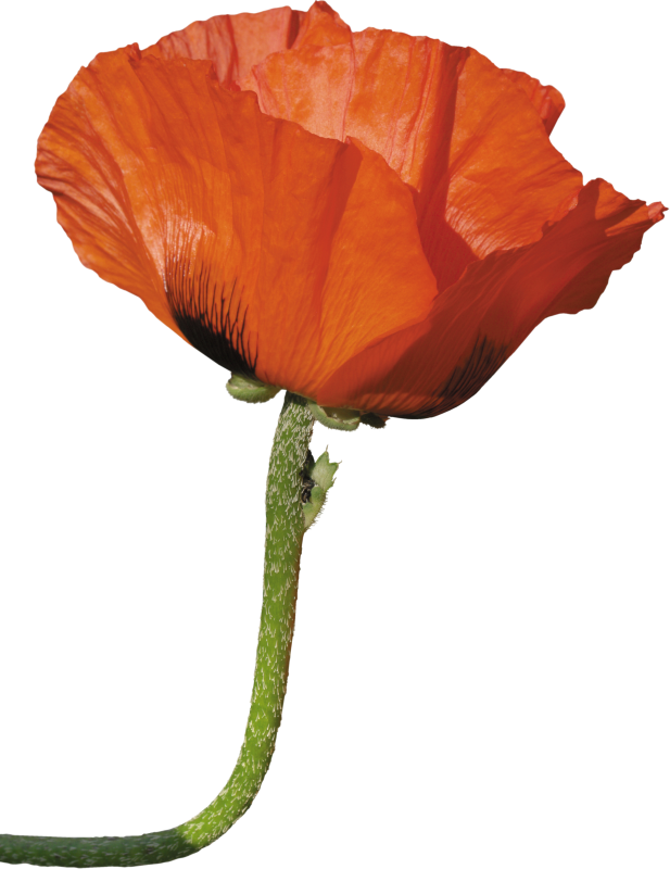 Paper Flower Poppy Clip Art - Paper Flower Poppy Clip Art (617x800)