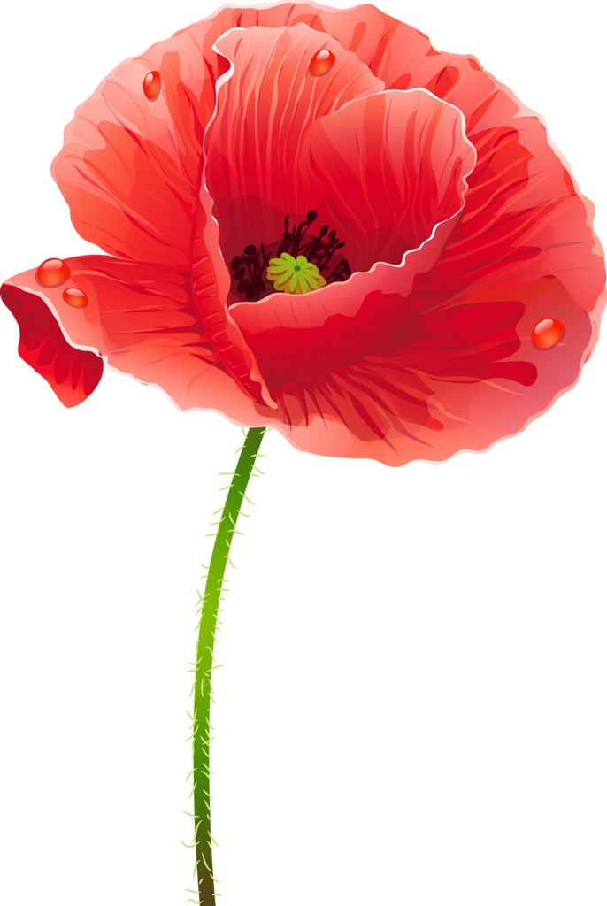 Tubes Fleurs - Cafepress Artistic Red Poppies Samsung Galaxy S8 Plus (686x1024)