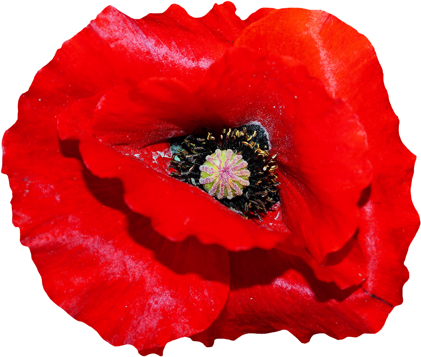 Poppy Flower Png Image - Poppy Flower Transparent (1550x1311)
