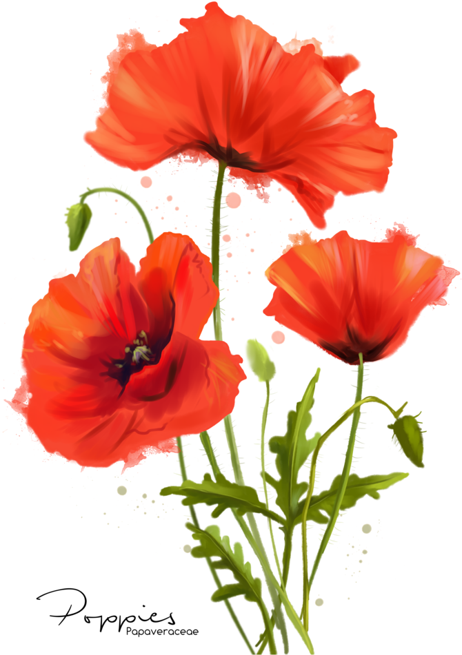 My Flowers Poppies Watercolor Painting By Kajenna - Poppies Watercolor (800x997)