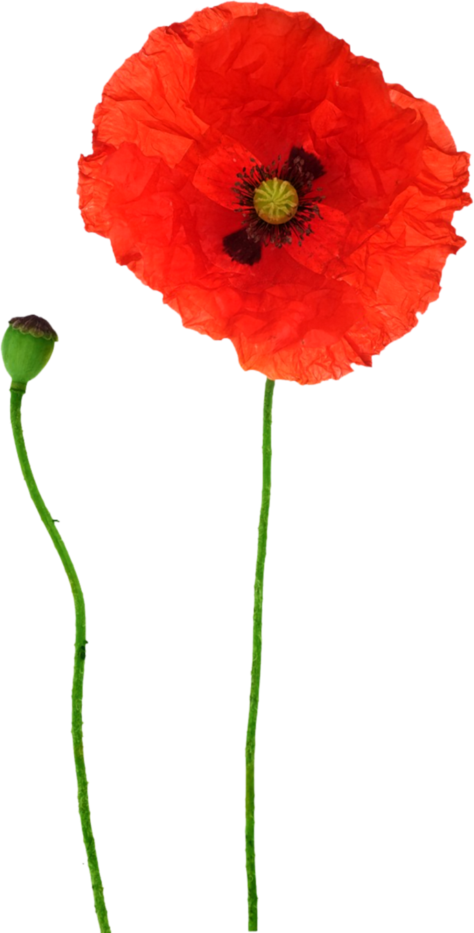 Opium Poppy Flower Red - Poppy (689x1355)