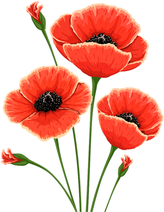Common Poppy Flower Remembrance Poppy Clip Art - Common Poppy Flower Remembrance Poppy Clip Art (600x791)