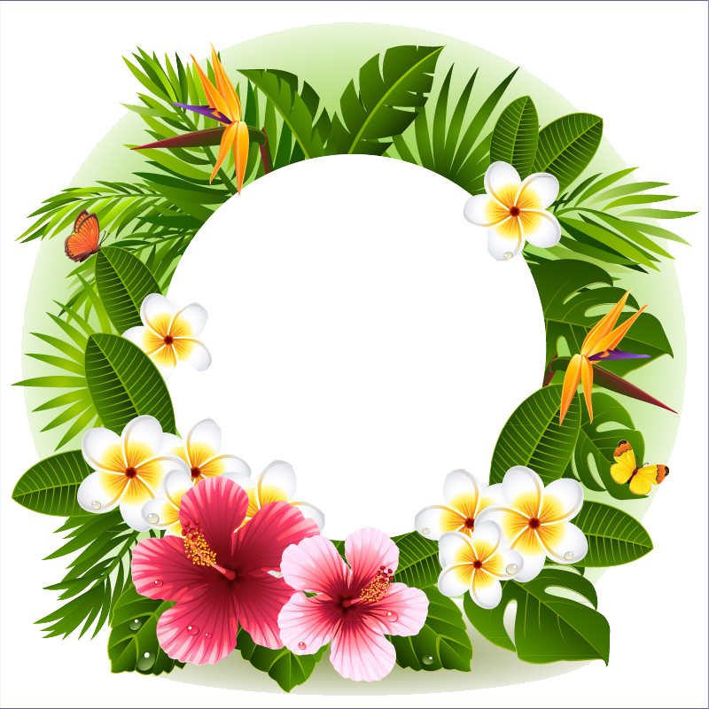 Tropical Flower Decorative Borders - Tropical Flower Frame Png (800x800)