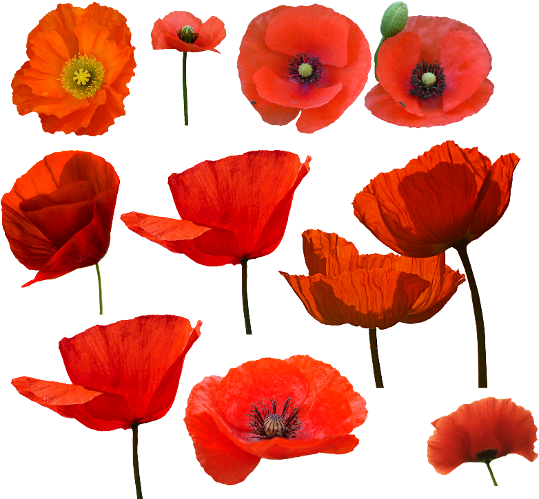 Poppy Drawingdrawing Flowersart - Vintage Poppies Print Design Tm Small Travel Sized (821x768)