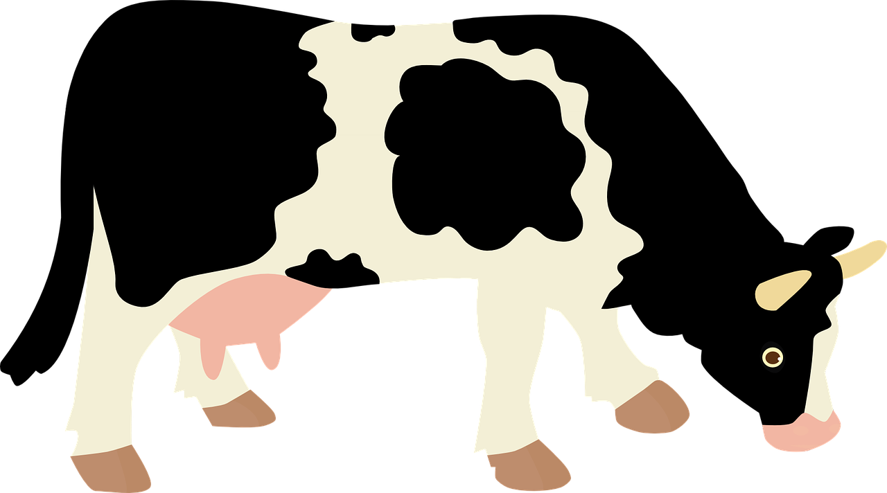 Animated Cow Pictures 19, - Example Of Cellular Respiration (1280x712)