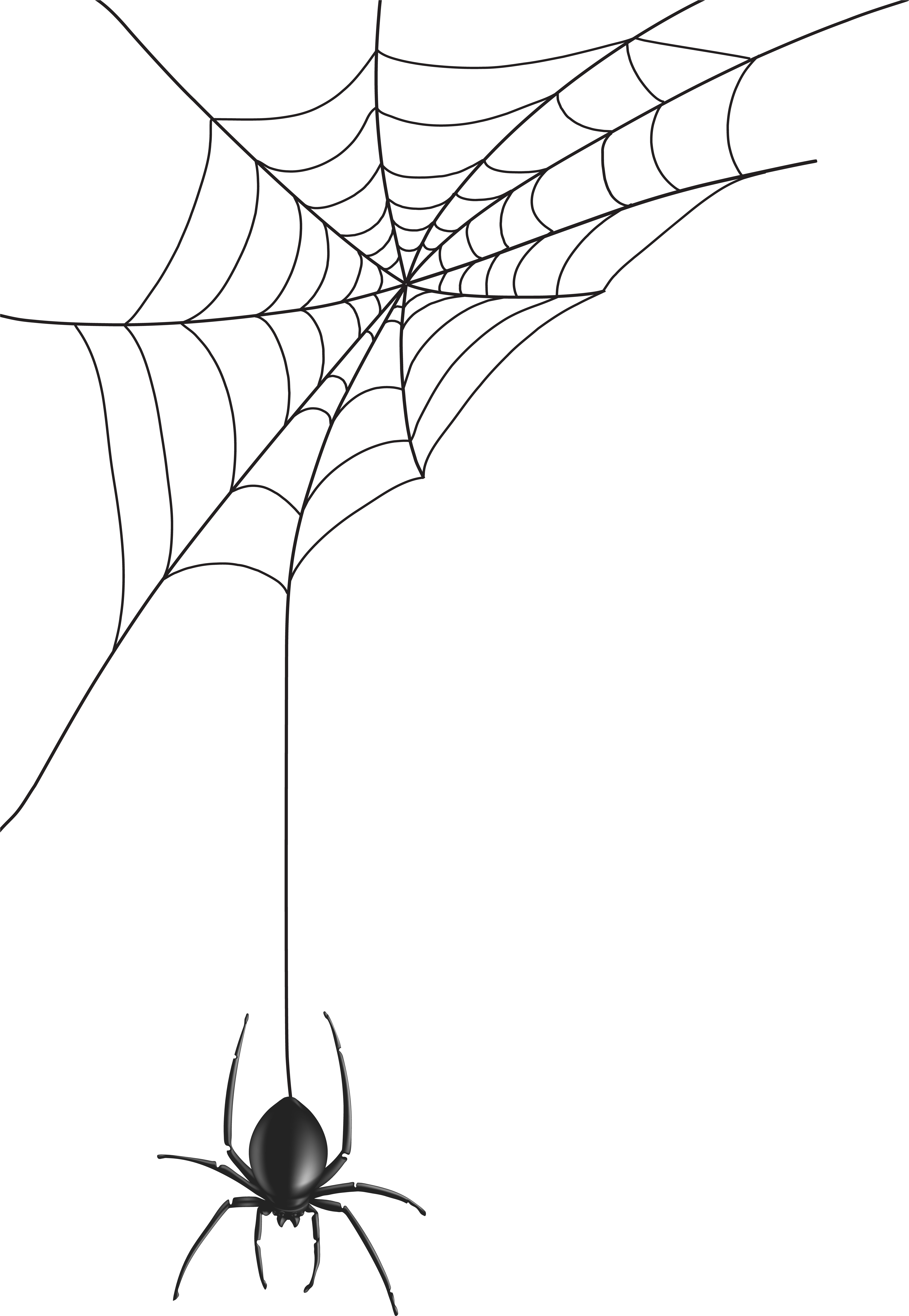Spider Web Png Clip Art Image - Spider Web Png Clip Art Image (5491x8000)