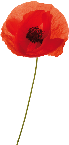 The - Anzac Poppy Transparent (338x630)