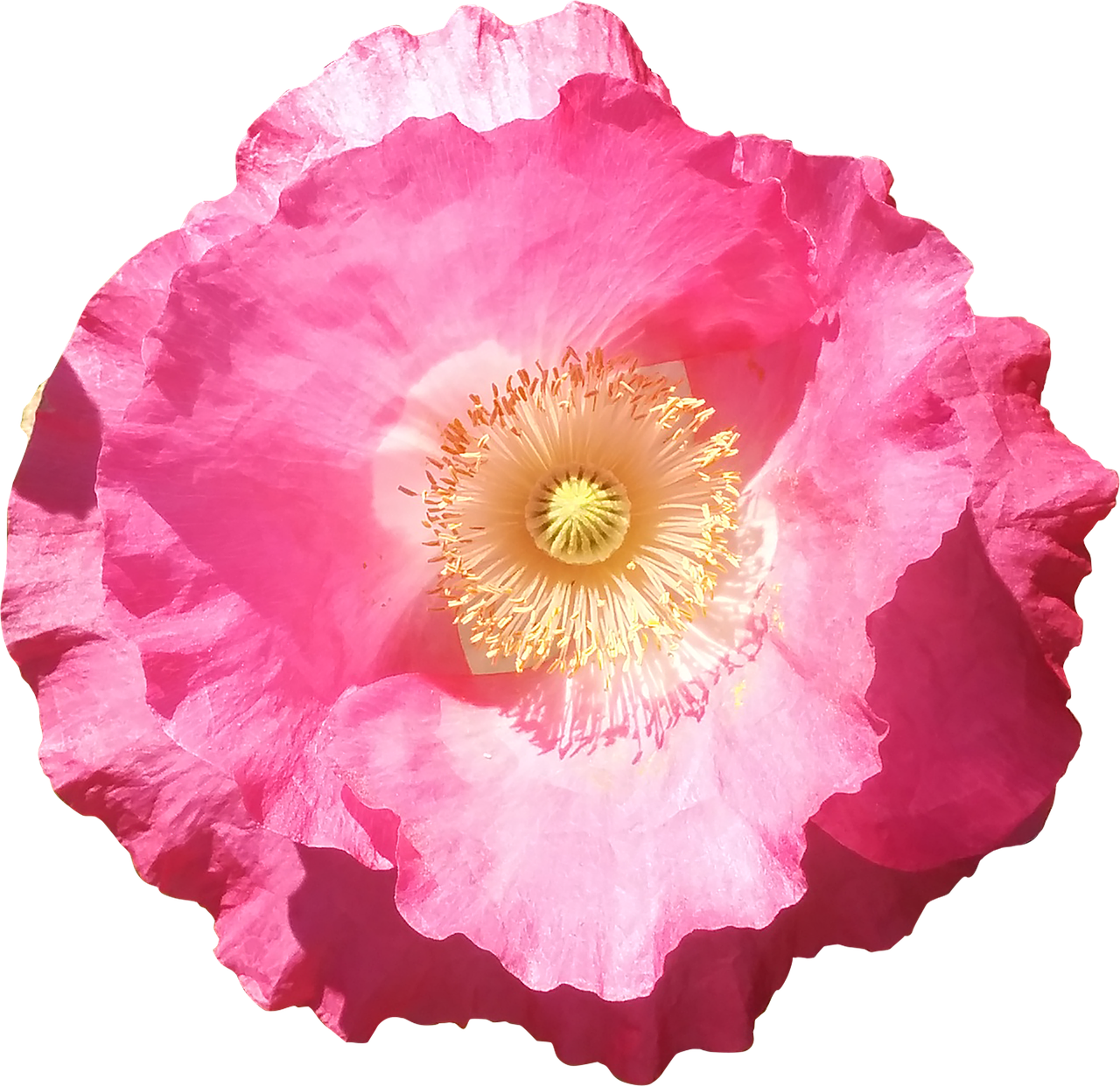Flower Poppy Pink Summer Png Image - Pink Poppy (1280x1242)