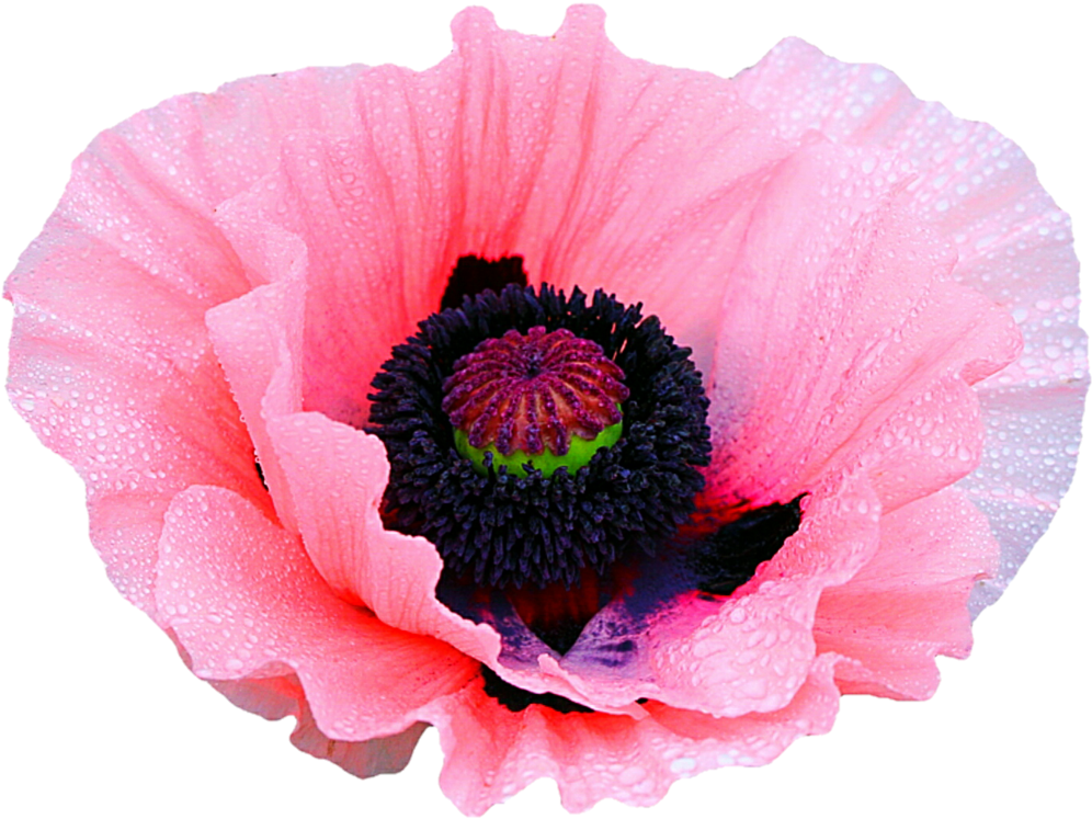 Pink Poppy By Jeanicebartzen27 - Poppy Flower Transparent Background (1024x780)