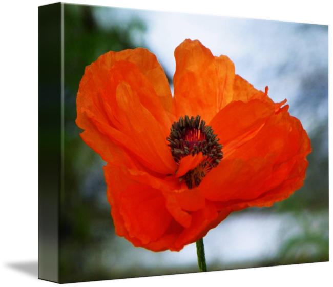 Oriental Poppy (650x560)