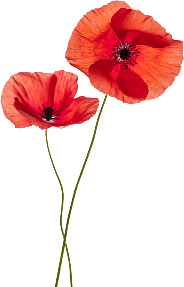Common Poppy Flower Stock Photography Remembrance Poppy - Two Poppy Flower (780x1046)