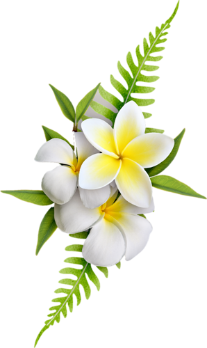 Exotic Flowers - Frangipani Png (298x500)