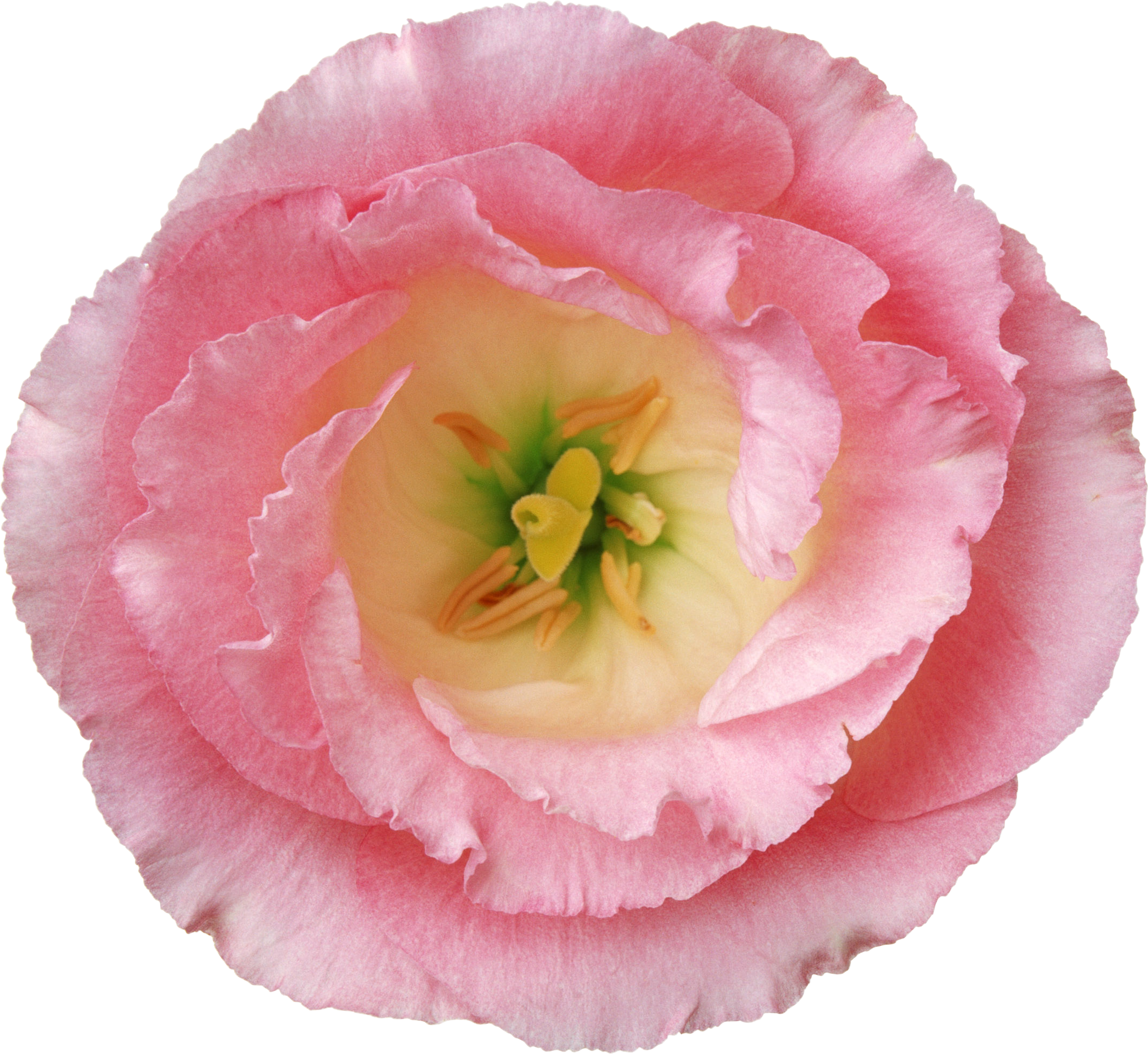 Flower Poppy Hibiscus - Flower Poppy Hibiscus (2135x1960)