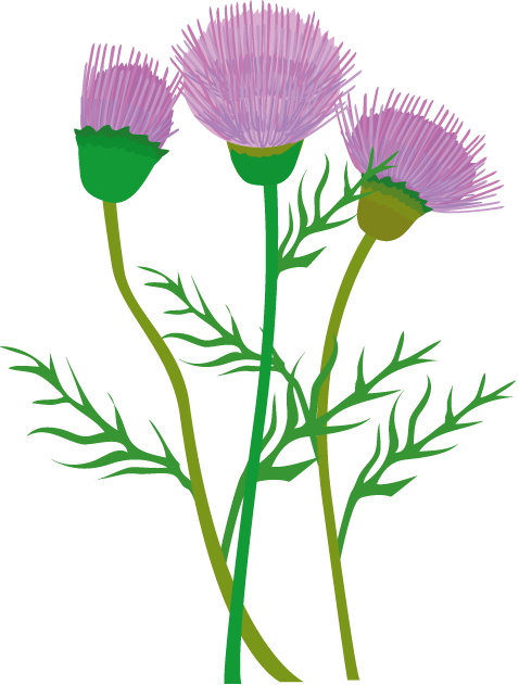 Thistle Clipart - Clip Art (478x631)