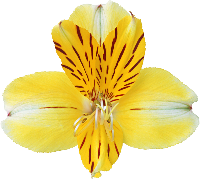 Orchid Flower Clipart - 一 朵 花 (800x718)