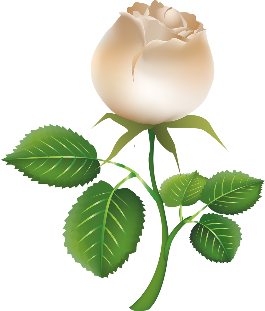 2 - รูป การ์ตูน ดอก กุหลาบ (873x1024)