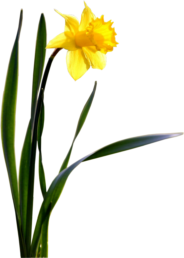 Daffodil Transparent Images - Daffodil Png (800x1050)