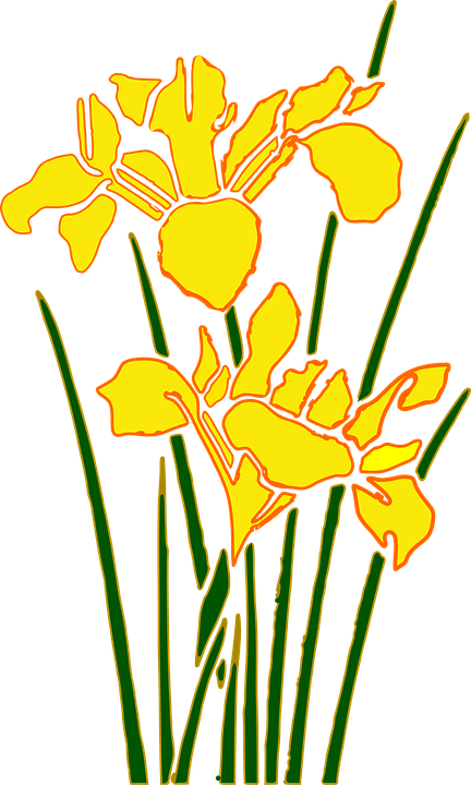 Daffodil Clip Art 12, - Yellow Iris Transparent Clipart (432x720)