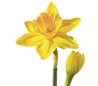 Daffodil/narcissus Flower Meaning Symbolism - Daffodil Flower (400x300)