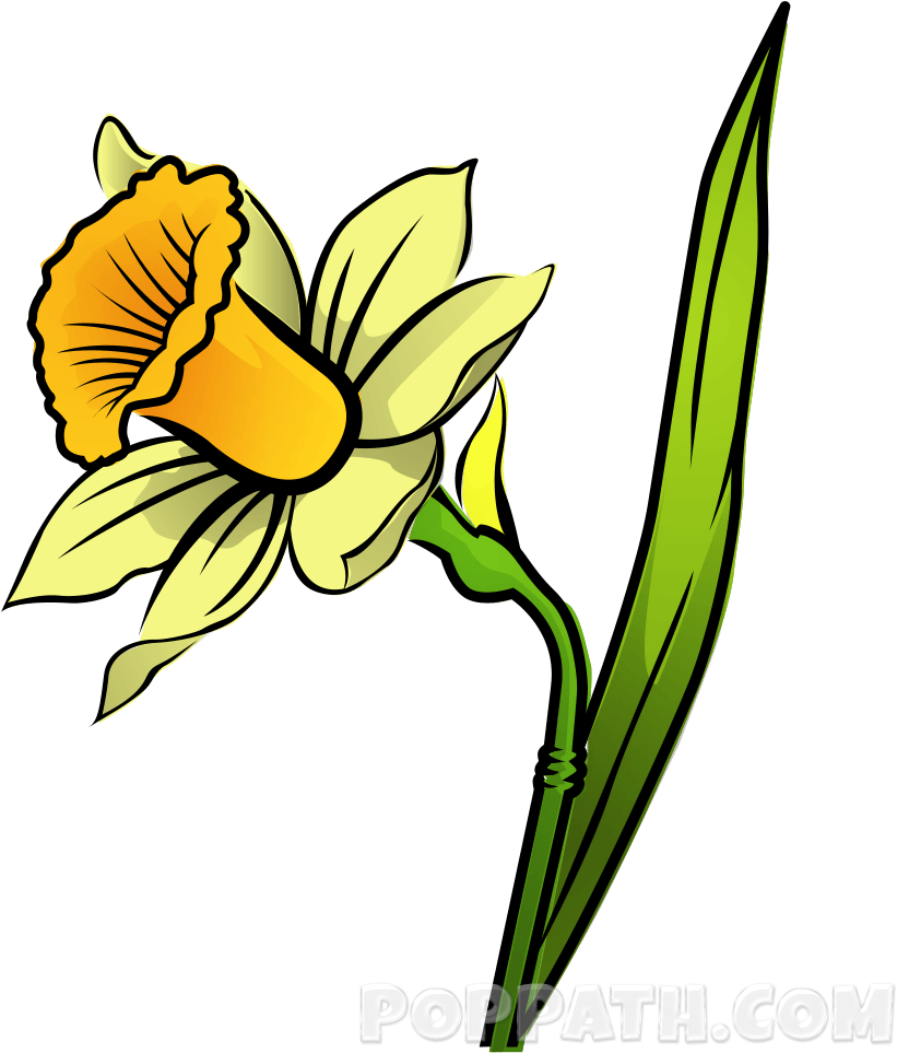 How To Draw A Daffodil Pop Path - Daffodil (1000x1000)
