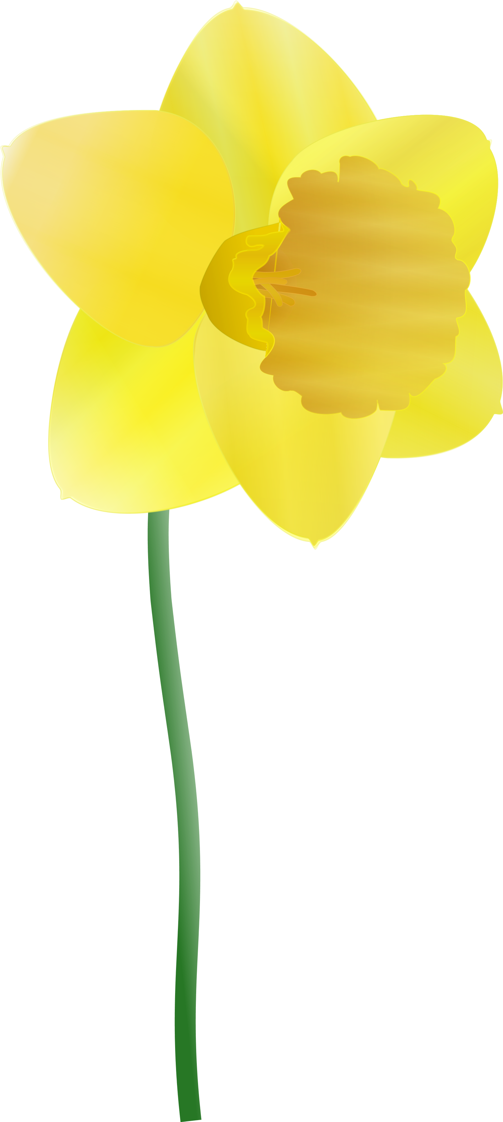 Royalty Free Daffodil Clipart - Daffodil Clipart (1600x3594)