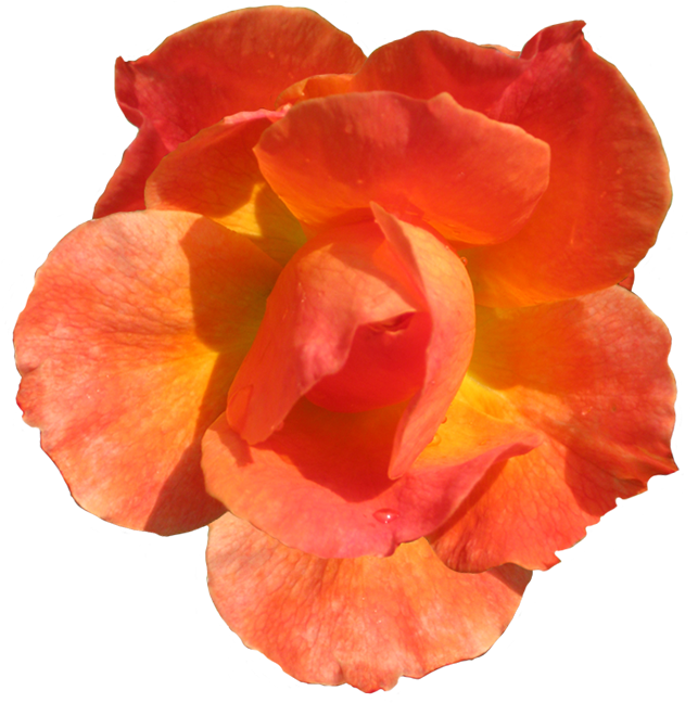 Related Clip Arts - Red Orange Flowers Clipart (680x709)