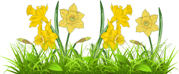 Clip Art Daffodils And Tulips Clipart Free Download - Narcissus (640x252)