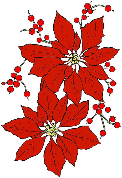Red Flower Clip 28, Buy Clip Art - Poinsettia Illustration (520x720)