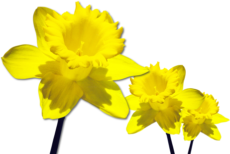 Clip Arts Related To - March Flower Of The Month (474x309)