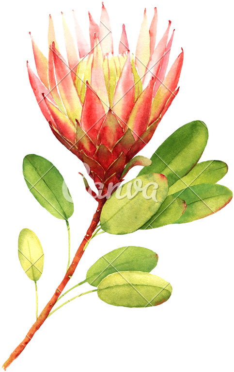 Exotic Flower - Illustration (603x800)