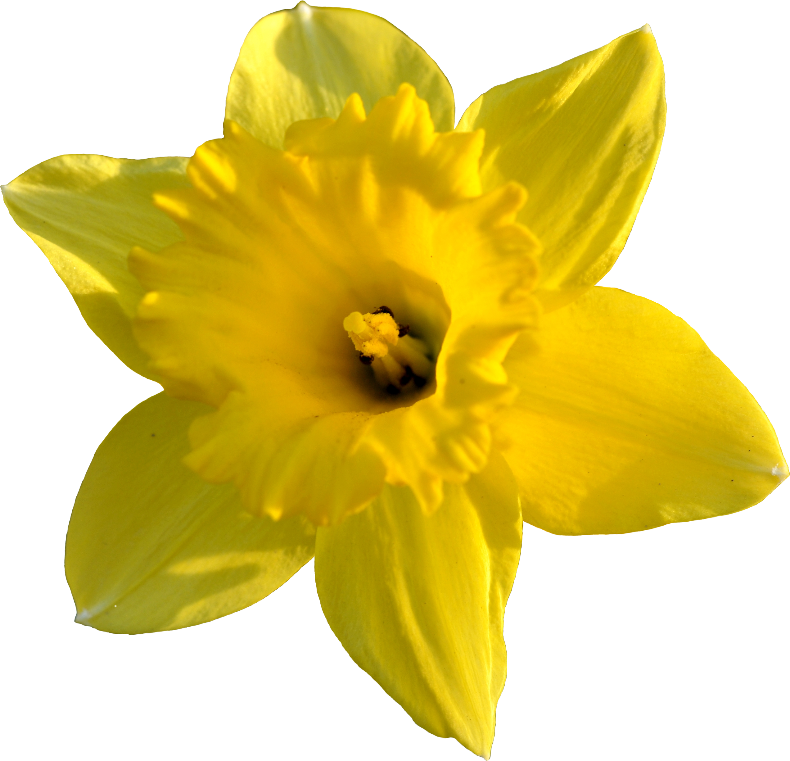Daffodil Images Pictures - Daffodil Png (2545x2451)