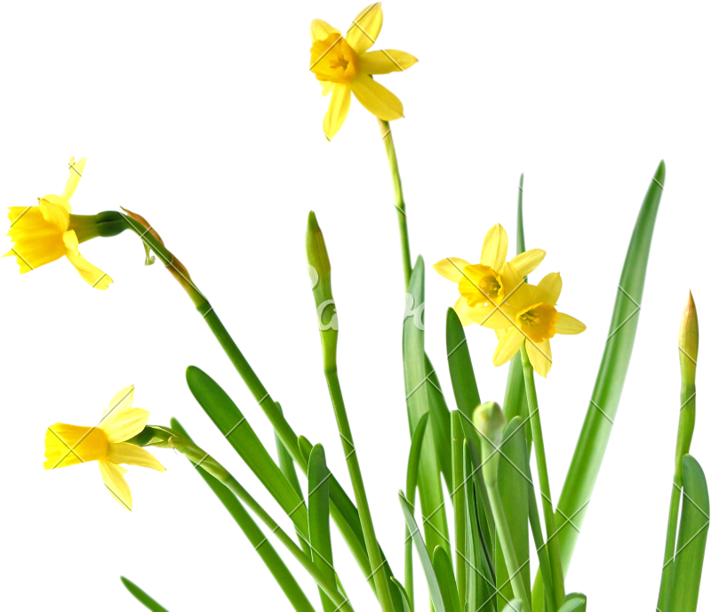Daffodils - Daffodil (800x688)