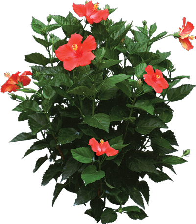 Tropical Flower Png Tropical Plant Settings - Hibiscus Plant Png (400x457)