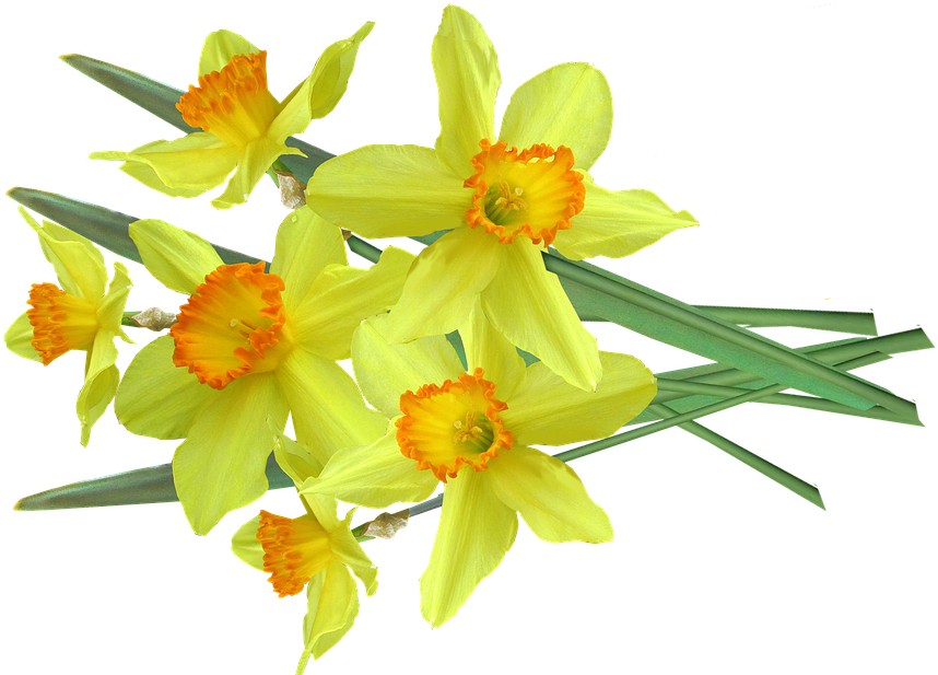 Daffodil Pictures 12, Buy Clip Art - Bouquet (960x651)