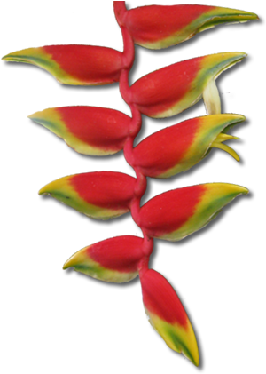 Tropical Flowers Transparent Png (330x421)