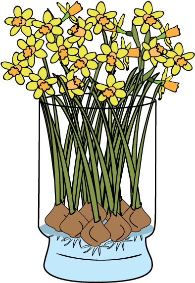 Daffodils-faq - Daffodils-faq (600x600)