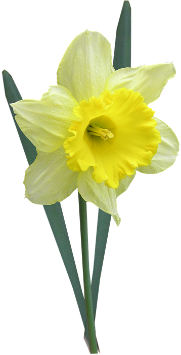 Daffodils Png 5, Buy Clip Art - Daffodil Transparent (400x720)