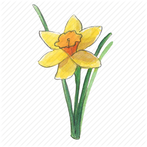 Daffodils Png Transparent Images - Daffodil (512x512)