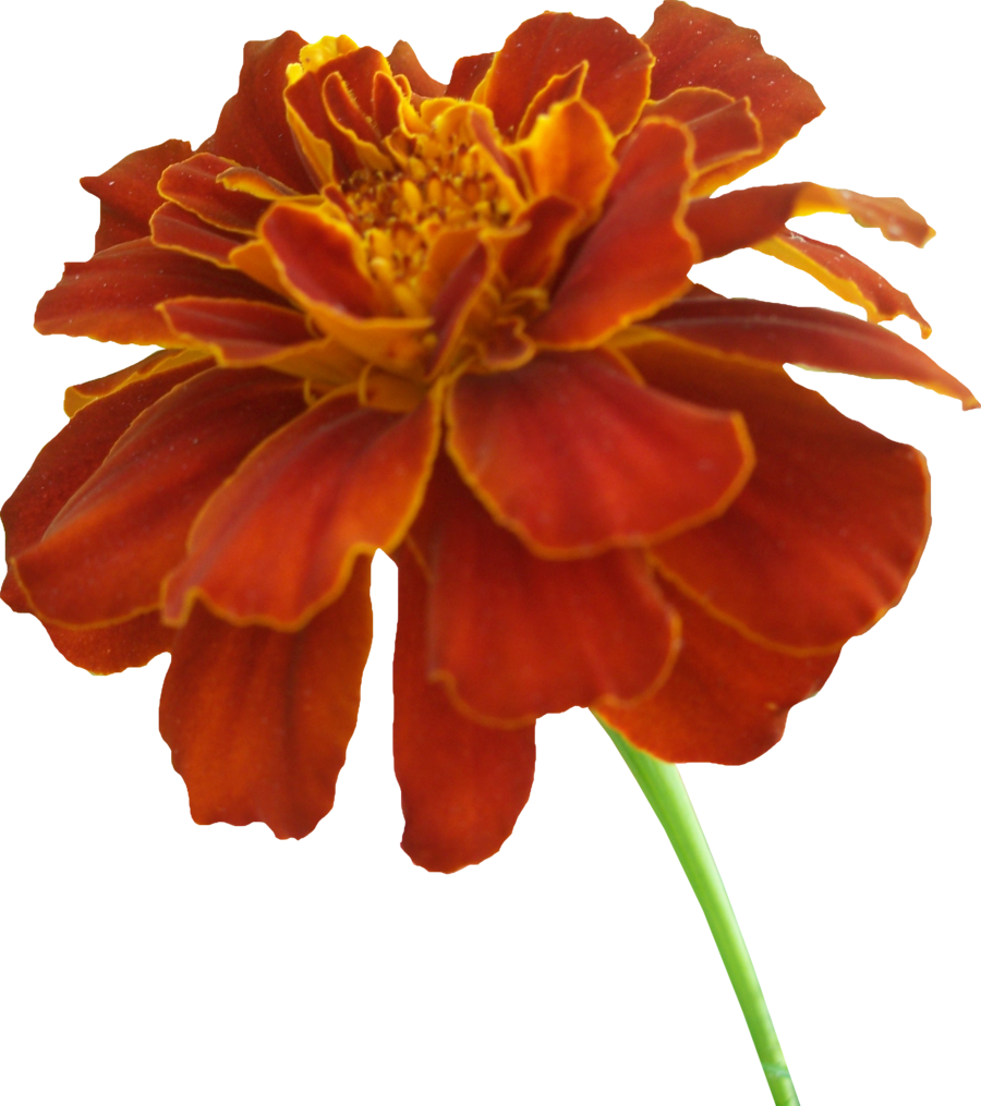 Orange Flower Clipart Marigold - Marigold Clipart (900x1015)