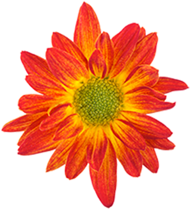 Drawing Orange Flower Color - African Daisies (800x800)