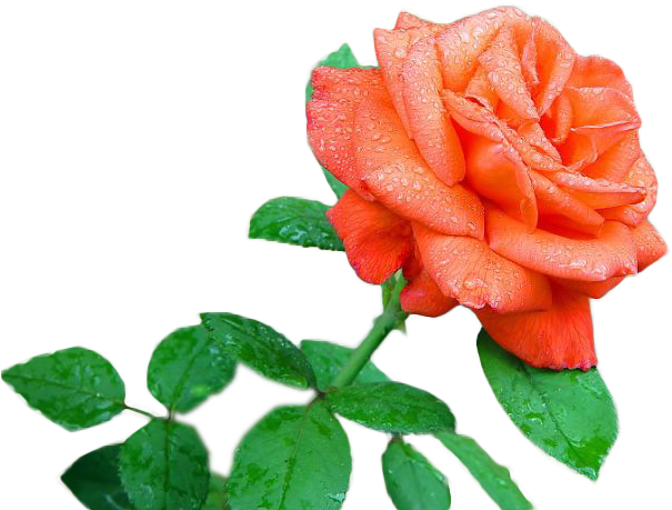 Garden Roses Flower Drawing Floral Design - Flower (639x480)