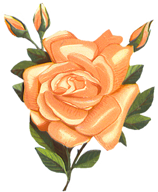 Vintage-rose Clipart - Vintage Orange Flower Transparent (315x384)