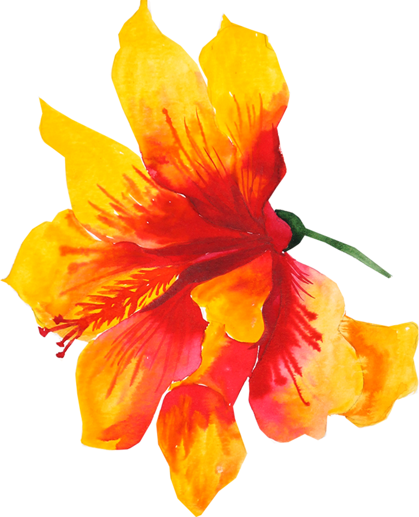 Flower Yellow Watercolor Painting Drawing - Yellow Flowers Drawing (1586x1957)