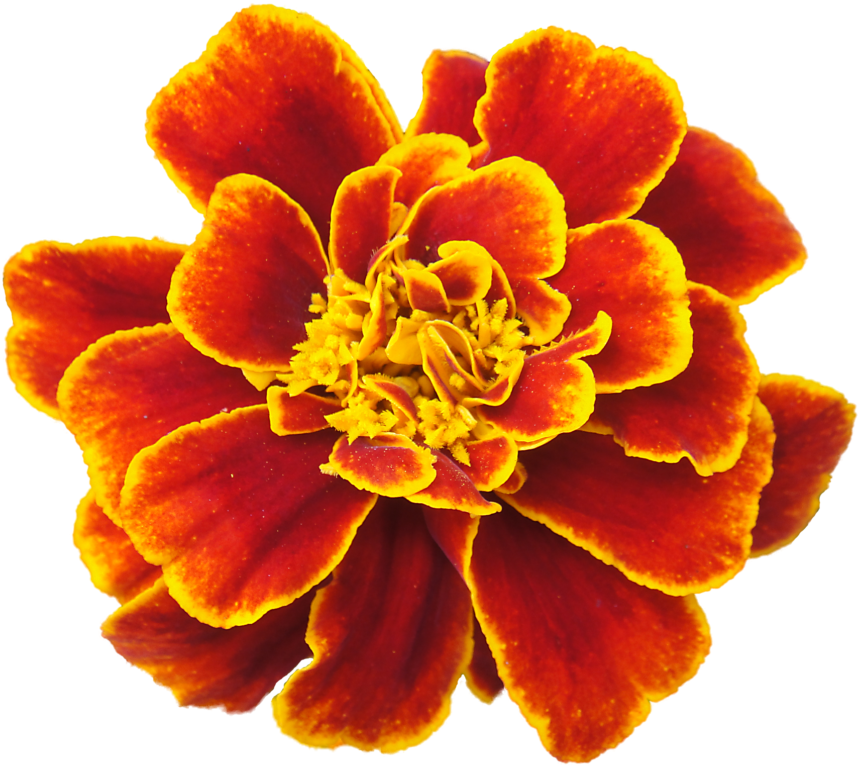 Orange Flower Clipart Marigold - Cranberry Lane Skin Lotion Herb Blend (1800x1711)