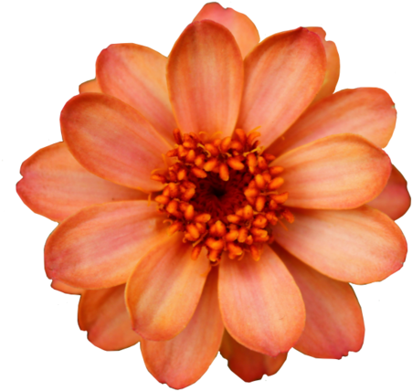 Hipster Vintage Design Orange Flowers Nature Pattern - Flower Cut Out Png (500x452)
