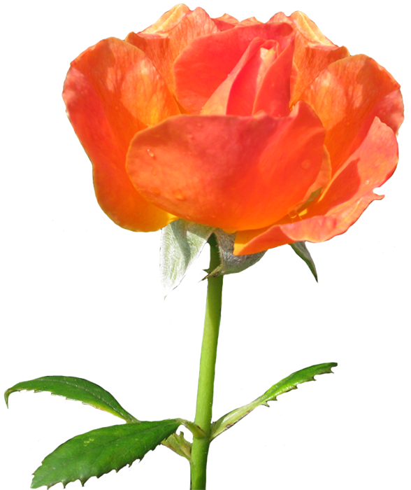 Zonta Rosa Lots Of Blooming Orange Roses - Garden Roses (600x736)