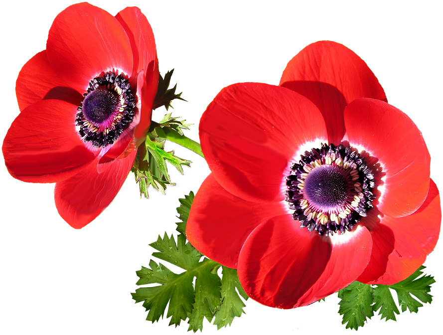 Poppy Flower Cliparts 18, - Anémone Png (960x718)